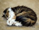 Cat_Sleeping.jpg