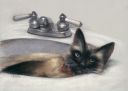 Cat_in_Sink.jpg