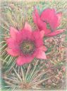14-Red_Cactus_Flower_COLOR_PENCIL_Cropped.jpg